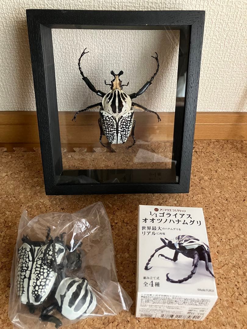 標本/ゴライアスオオツノハナムグリ/ゴライアスオリエンタリス/フィギュア付