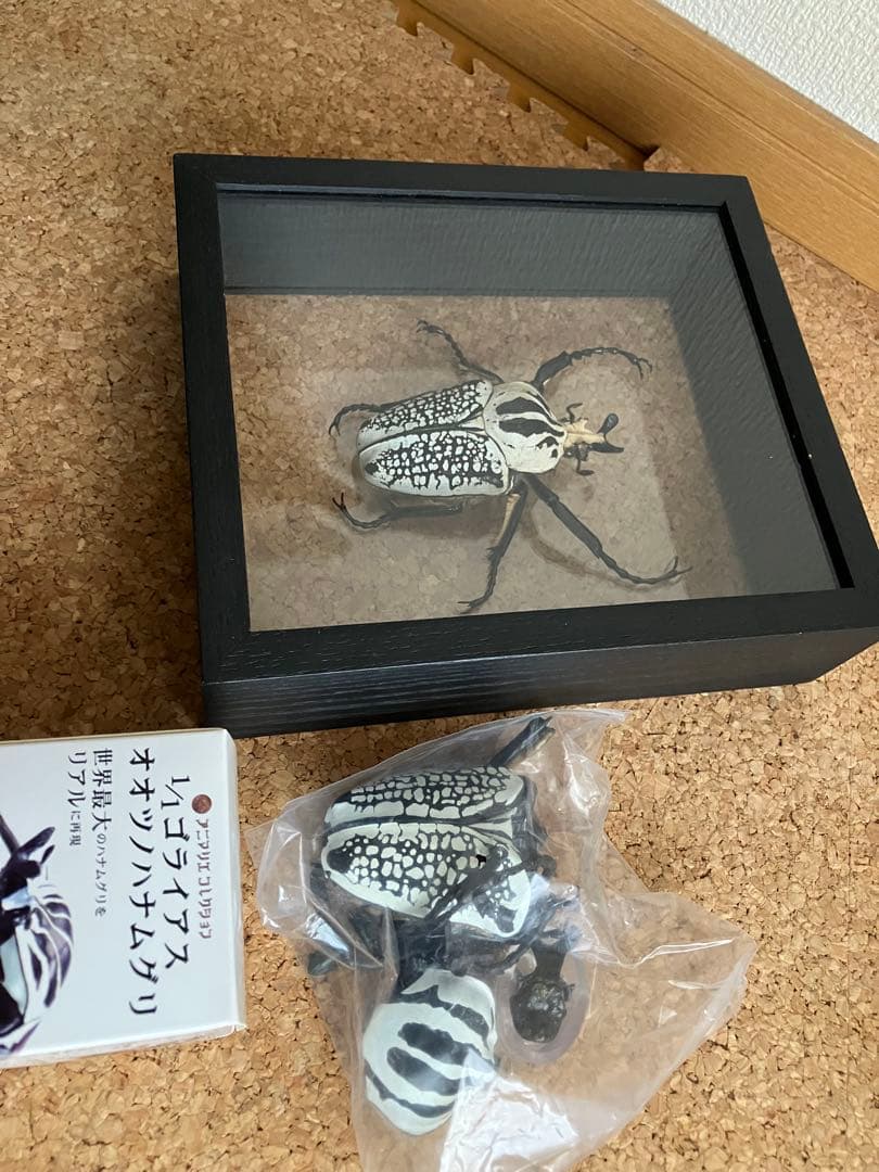 標本/ゴライアスオオツノハナムグリ/ゴライアスオリエンタリス/フィギュア付