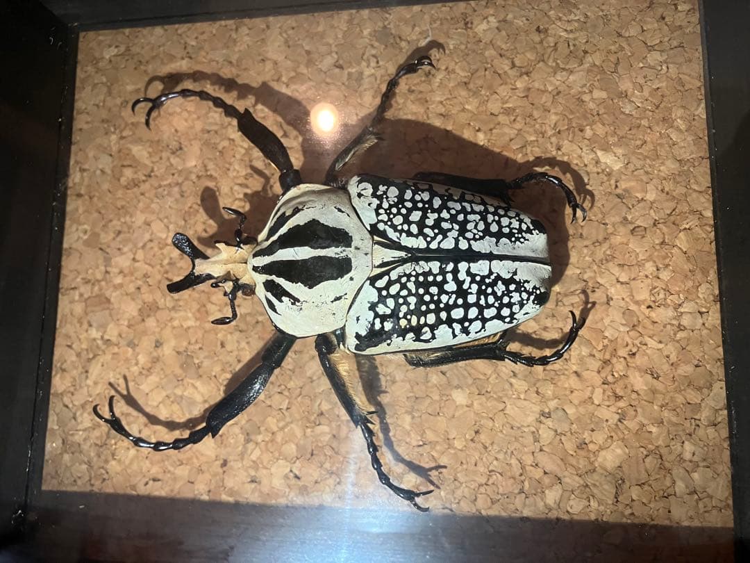 標本/ゴライアスオオツノハナムグリ/ゴライアスオリエンタリス/フィギュア付