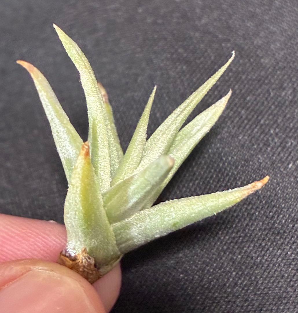 同梱割Tillandsia ' Flake' T'S TROPICALS