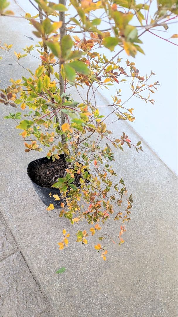 無限の色を。山採りドウダンツツジ。