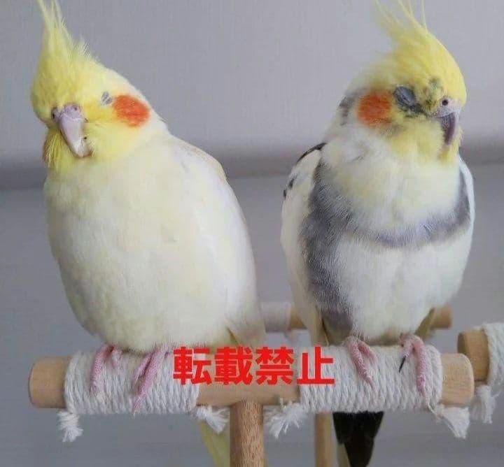 G62　止まり木　Tパーチ　☆　スタンド　バードトイ　フォージングトイ