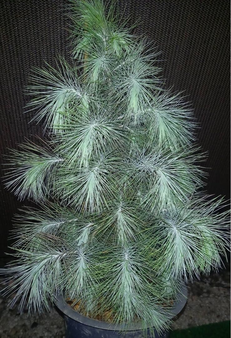 マルチネス ピニョン松