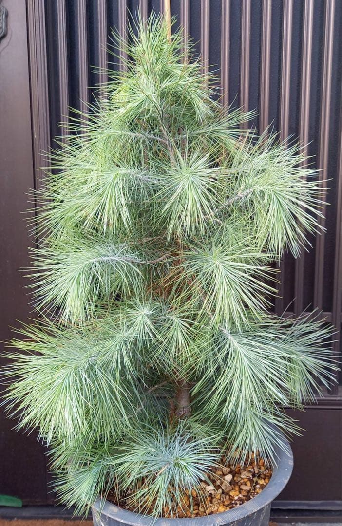 マルチネス ピニョン松