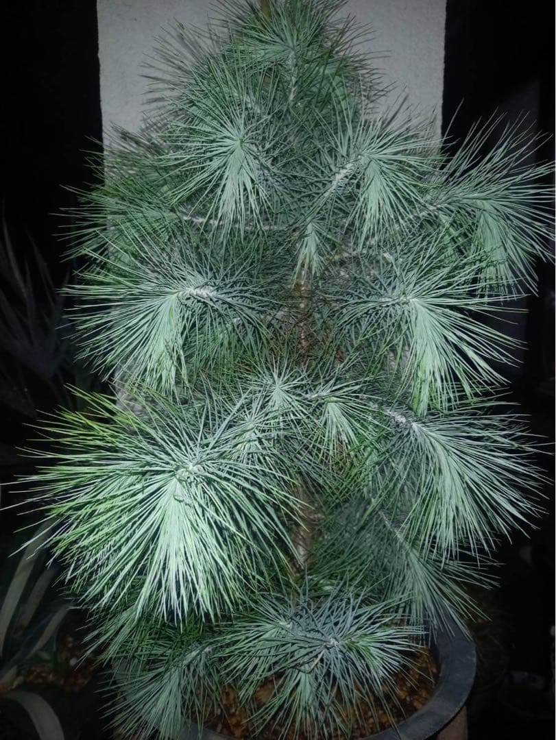 マルチネス ピニョン松