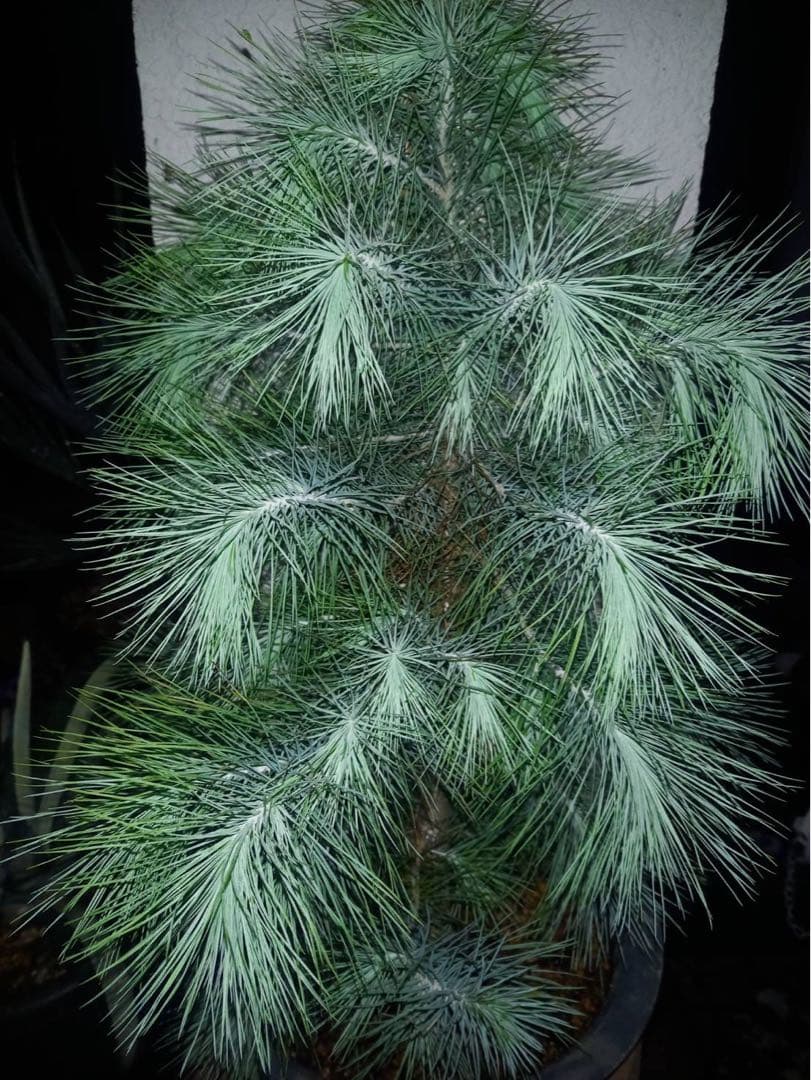 マルチネス ピニョン松