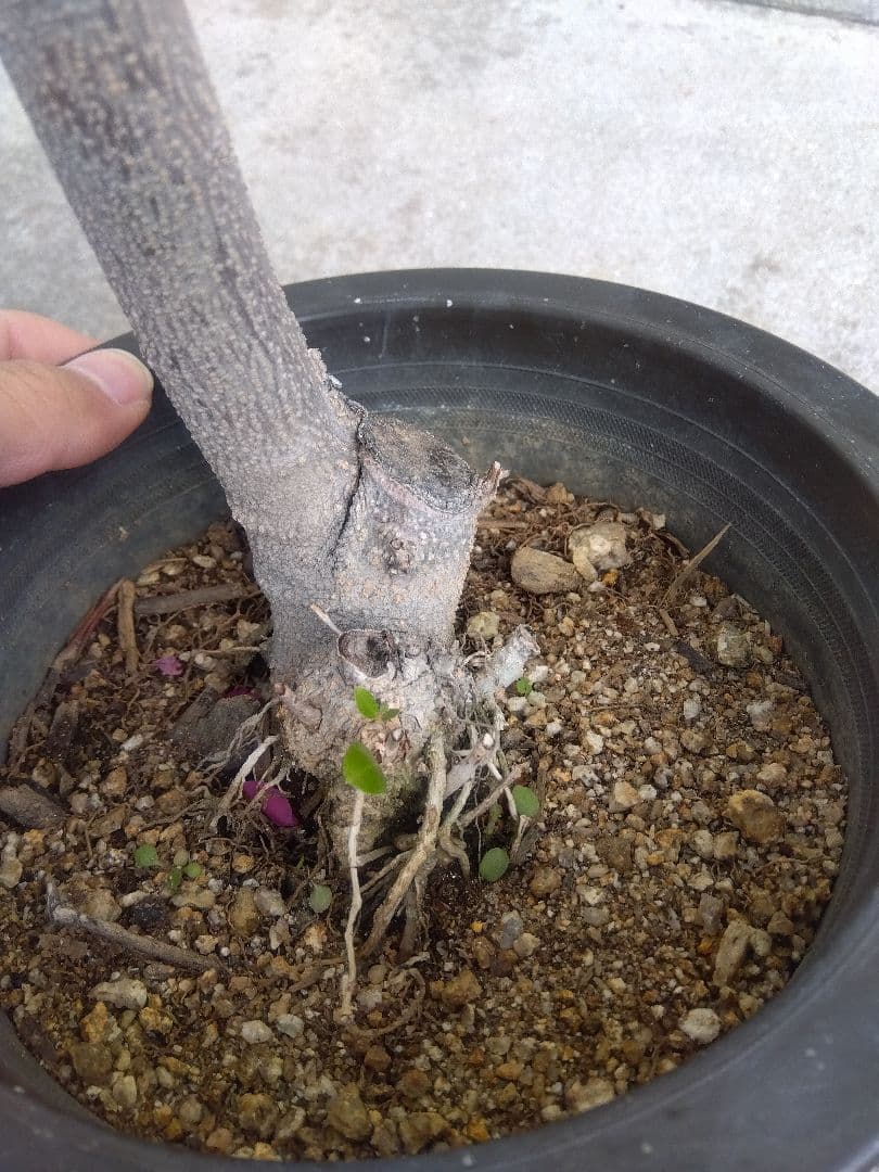 オリーブ　古木 souju 創樹　6号鉢つき　盆栽❗　③