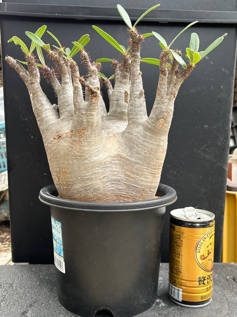 良型 現地球 Pachypodium パキポディウム グラキリス コーデックス