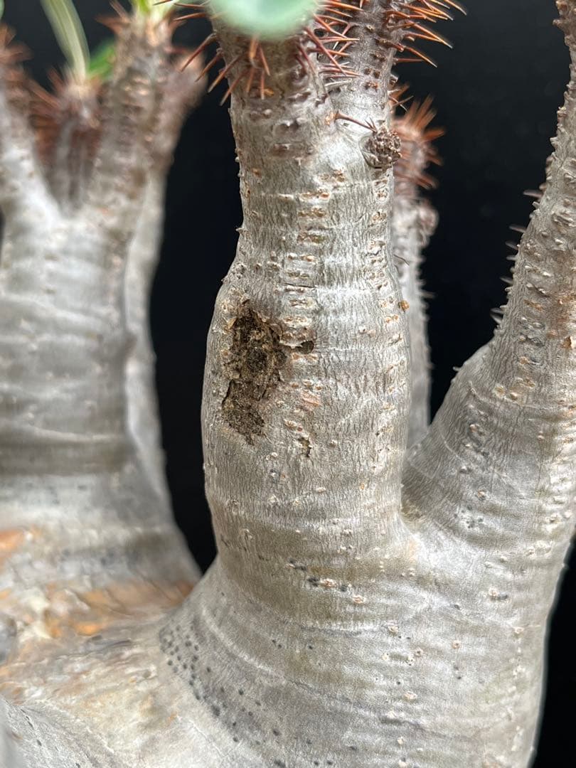 良型 現地球 Pachypodium パキポディウム グラキリス コーデックス