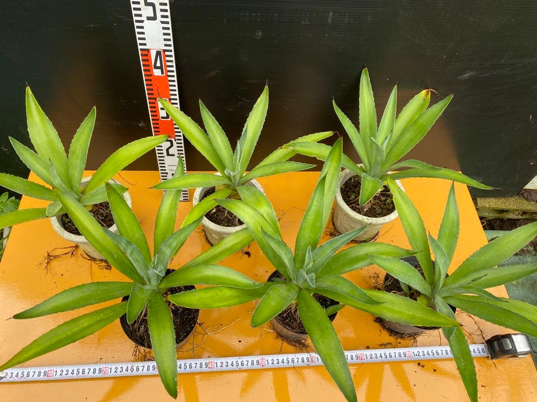 アガベ　ベネズエラ　グリーン　6株セット