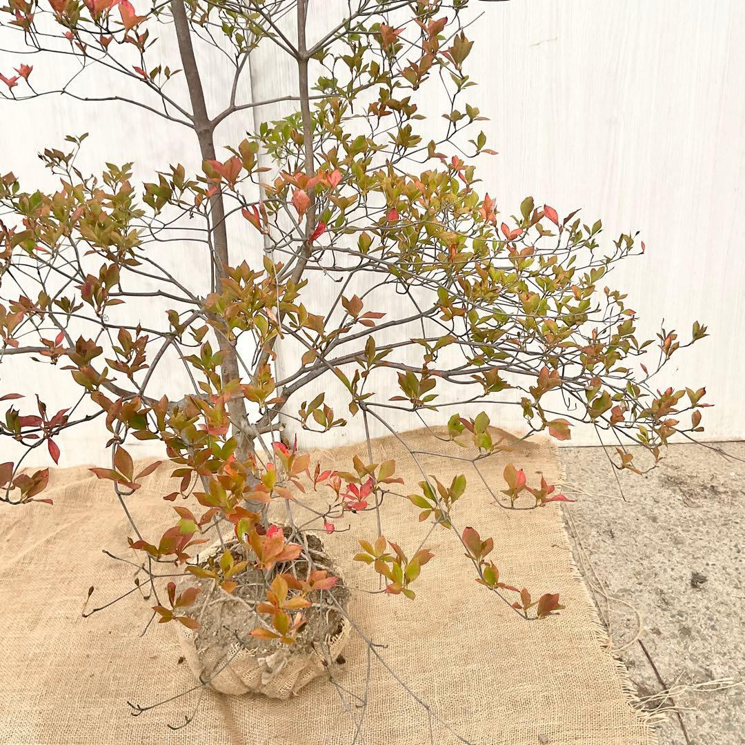 山採りドウダンツツジ　白　/ 793