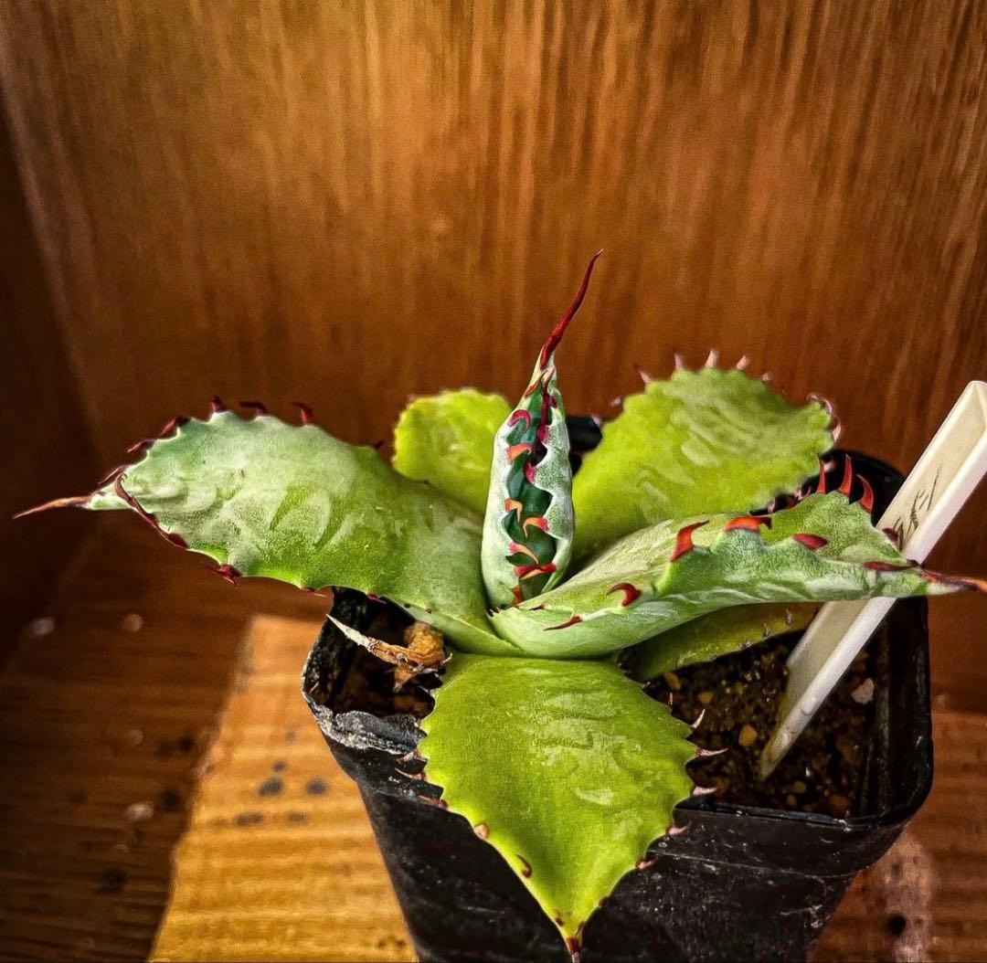 Hidden Agave アガベ　パラサナ　× イシスメシス　ハイブリッド