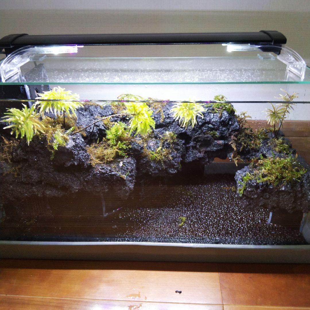 【オーダーメイド】滝のあるアクアテラリウム