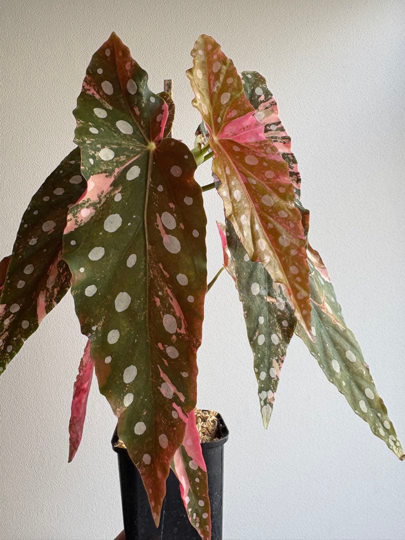 ベゴニア マクラータ 斑入り 3号鉢