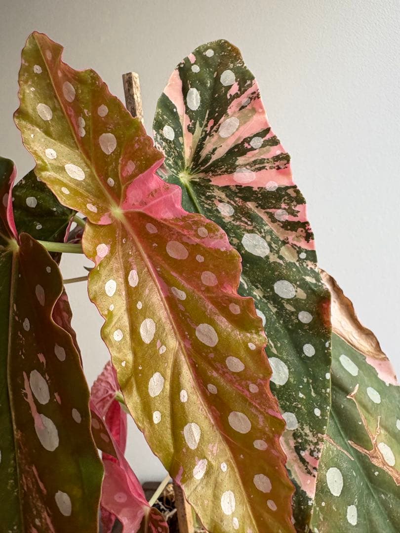 ベゴニア マクラータ 斑入り 3号鉢