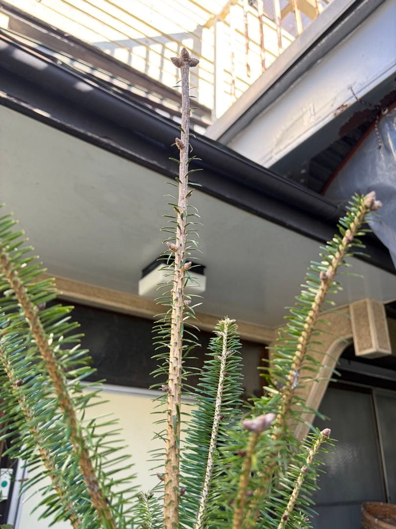 くいだおれ太郎　庭木　もみの木　１０号鉢植え　高さ2メートル