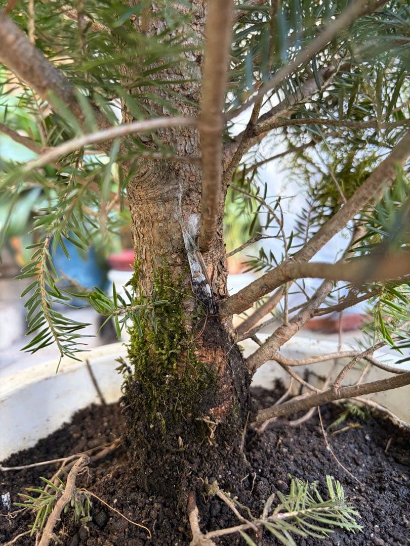 くいだおれ太郎　庭木　もみの木　１０号鉢植え　高さ2メートル