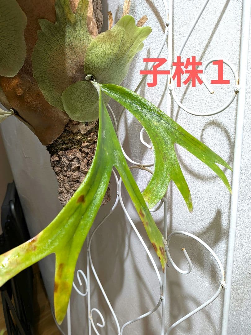 ビカク／親株／willinckii wild indonesia