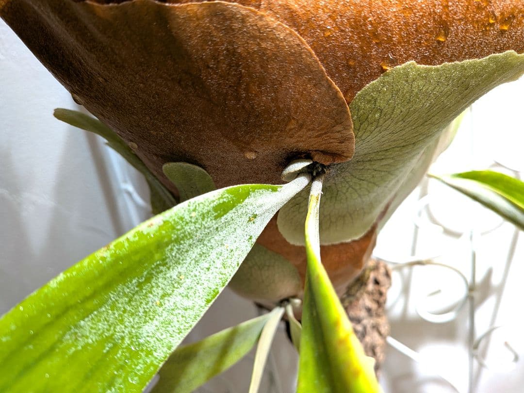 ビカク／親株／willinckii wild indonesia