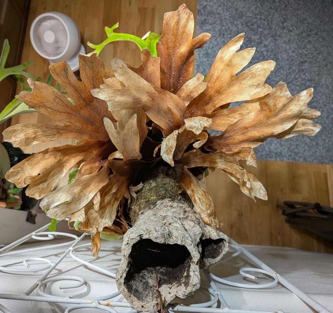 ビカク／親株／willinckii wild indonesia