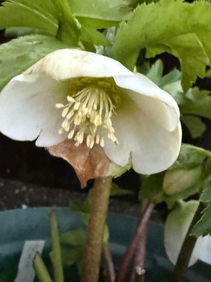 クリスマスローズ 開花株　充実株 パステリッシュストレイン　大和園さん　タグ付き