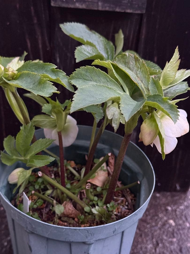 クリスマスローズ 開花株　充実株 パステリッシュストレイン　大和園さん　タグ付き