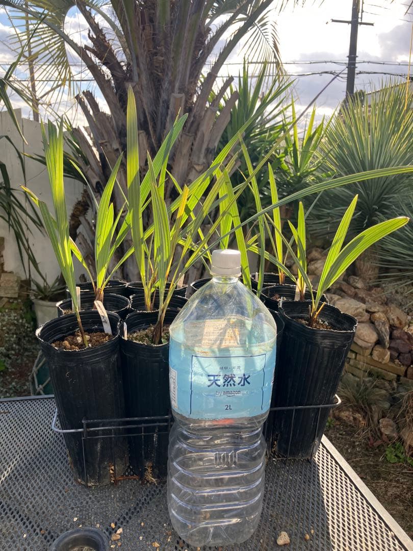 ブラヘア　アルマータ　12株