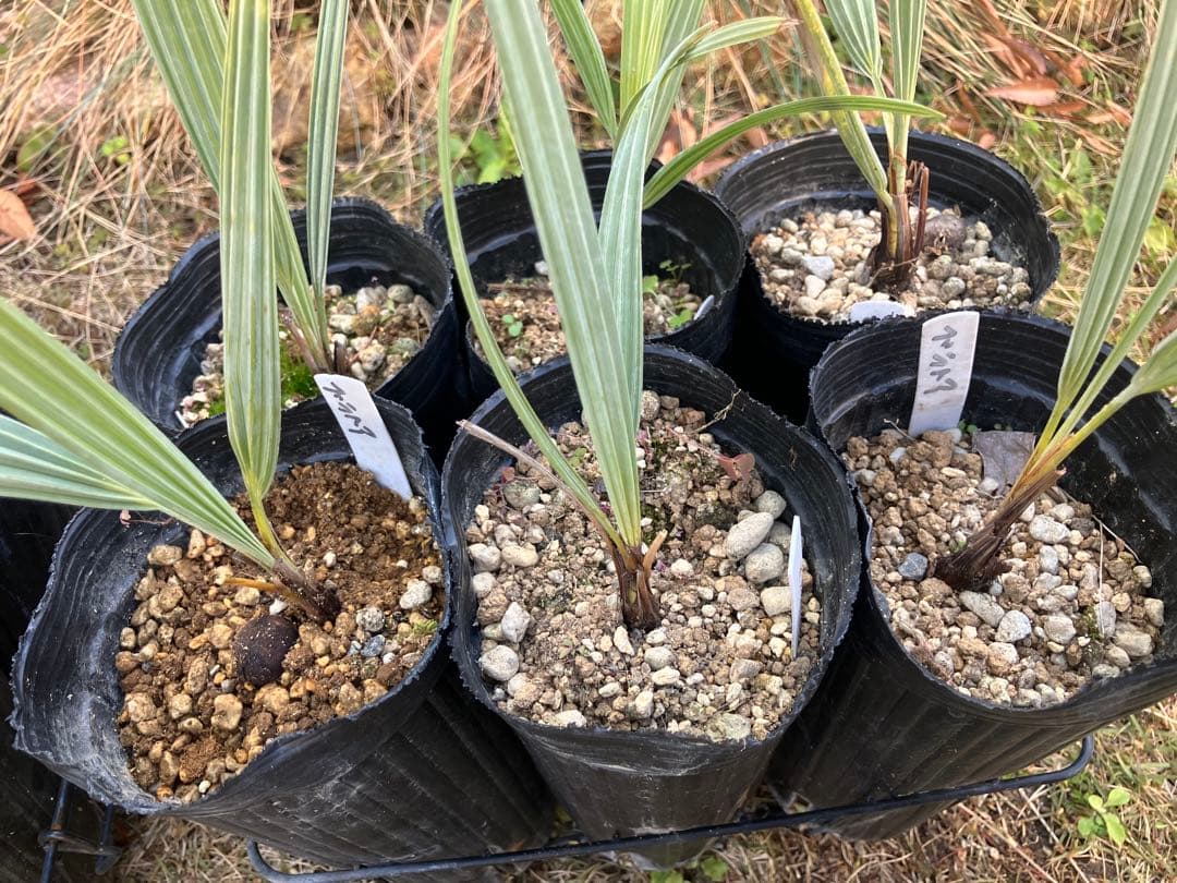 ブラヘア　アルマータ　12株