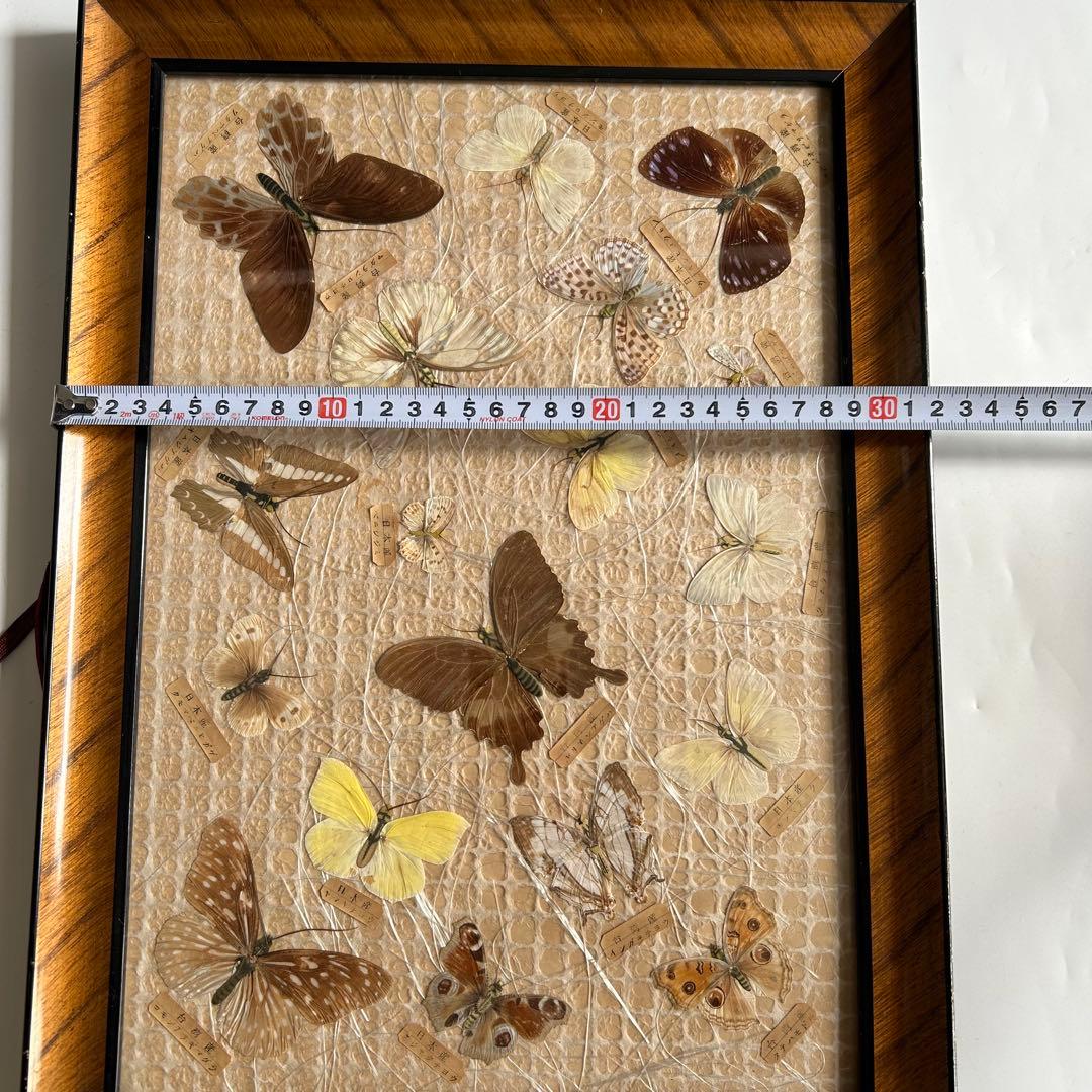 蝶の標本 蝶標本コレクション　18種　日本産　台湾産　木製フレーム付き