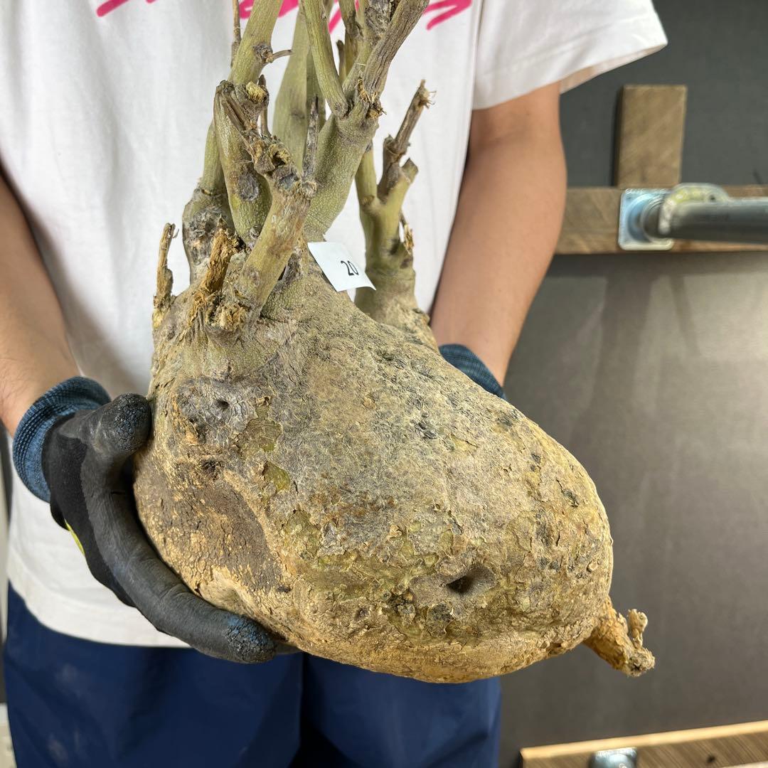 ビ*ー様 20 激レア 超大株 アデニア ペチュエリー 現地球 鮮度抜群