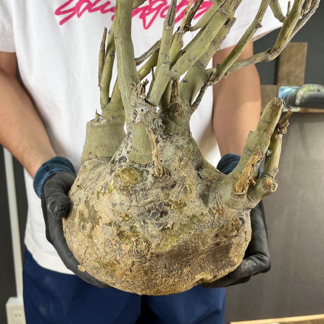 ビ*ー様 20 激レア 超大株 アデニア ペチュエリー 現地球 鮮度抜群