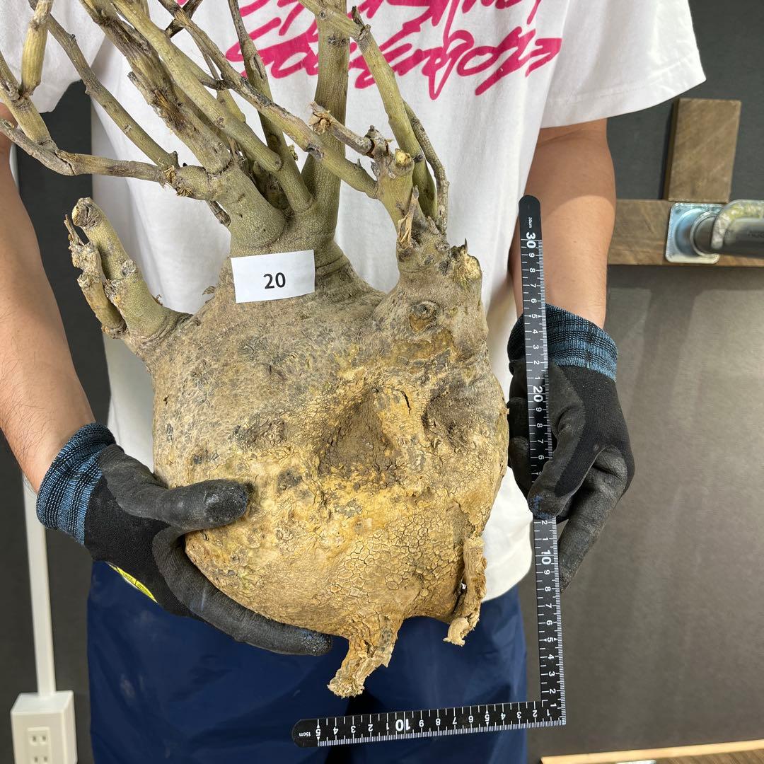 ビ*ー様 20 激レア 超大株 アデニア ペチュエリー 現地球 鮮度抜群