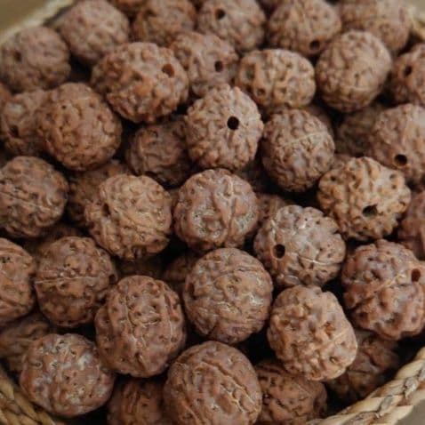 【見本品】ルドラクシャ☆神聖幾何学フラーレン☆菩提樹の実☆シブァの涙　展示品