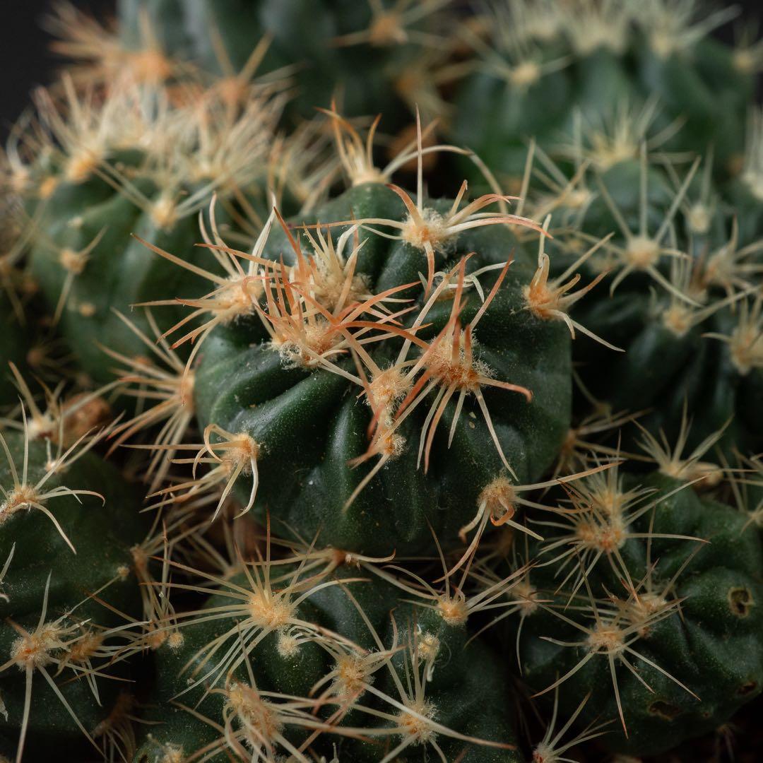 綾波 モンストx 10 （実生） #195