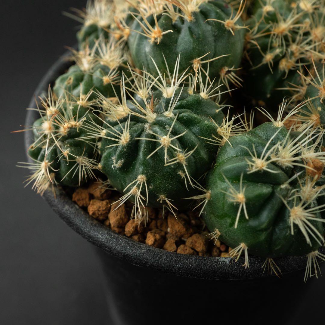 綾波 モンストx 10 （実生） #195