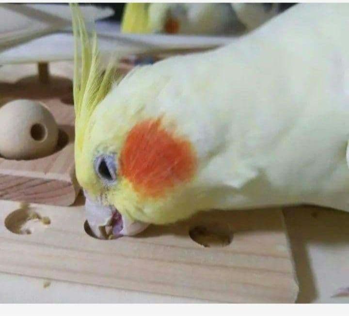 63　⭐　ミラーボードとフォージングトイセット⭐　インコ　バードトイ