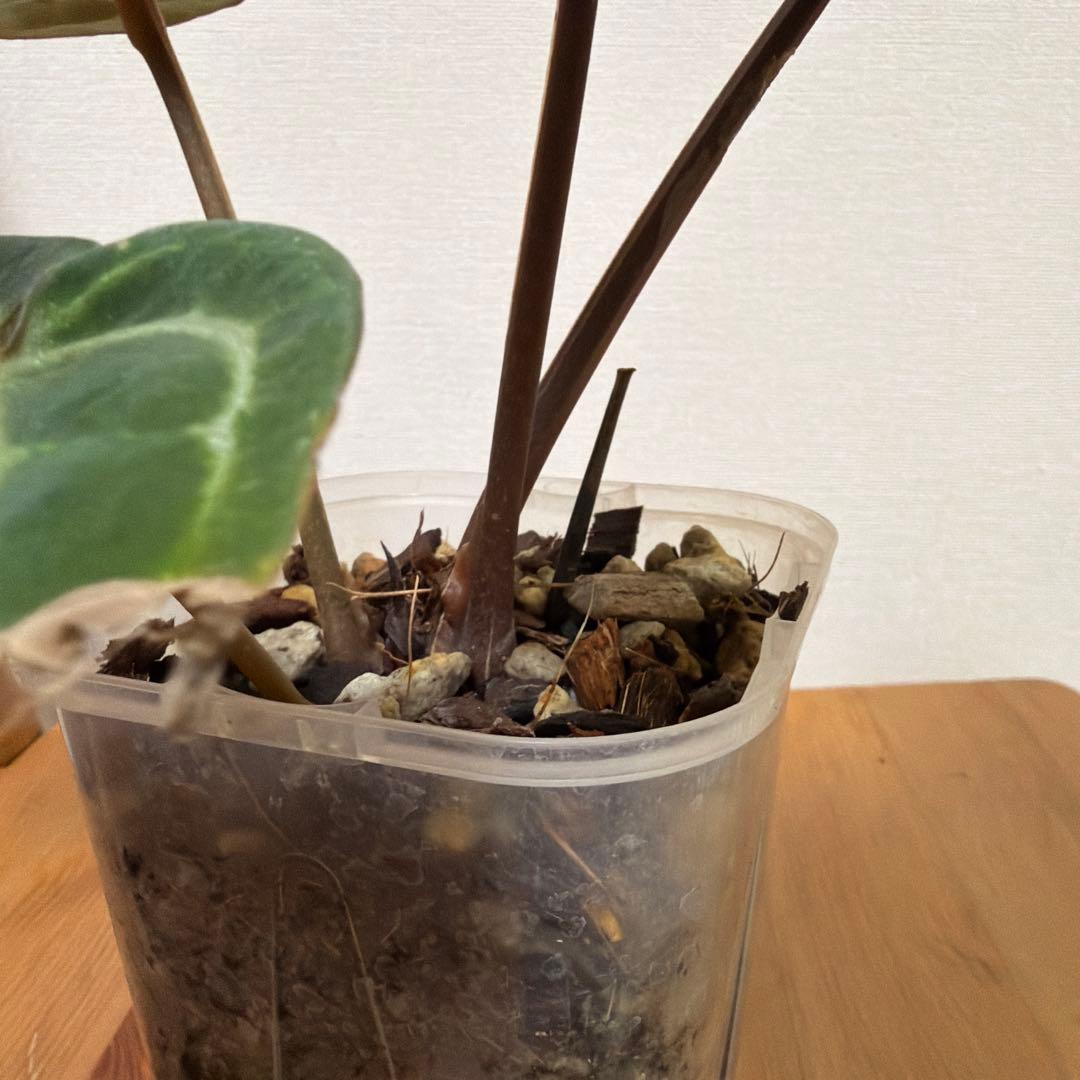 ＊アンスリウム　ミシェル　ドックブロック 3.5号＊