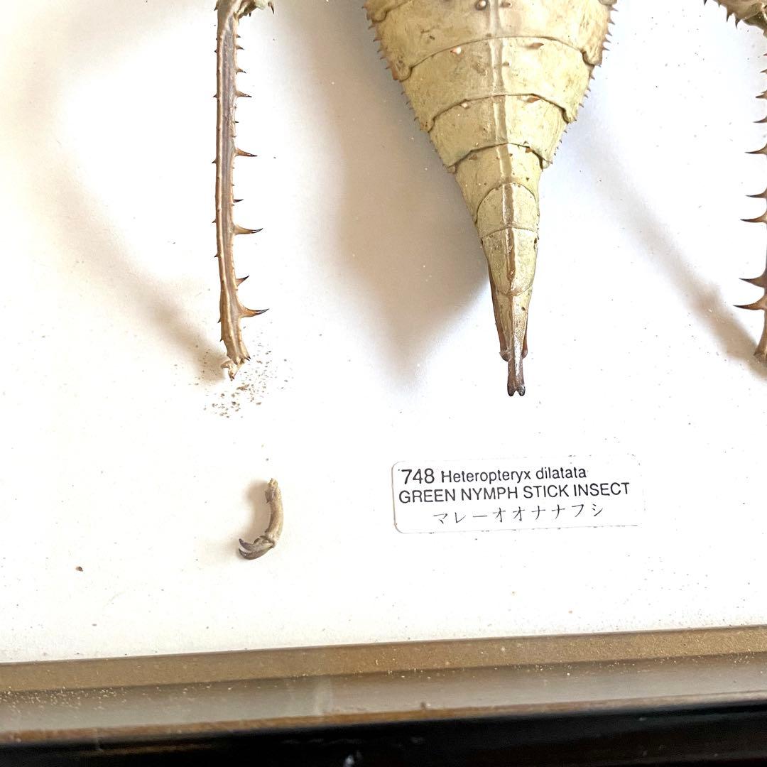 マレーオオナナフシ 昆虫標本 Heteropteryx dilatata