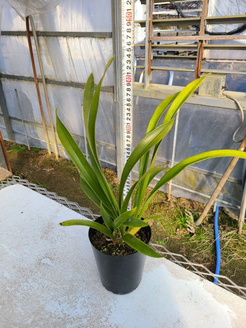 京都蜜楽園