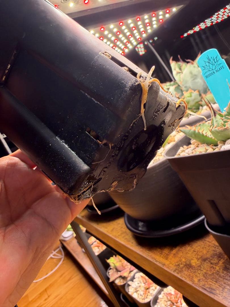 【最終】エボリスピナ× BB hybrid ハイブリッド③発根活着