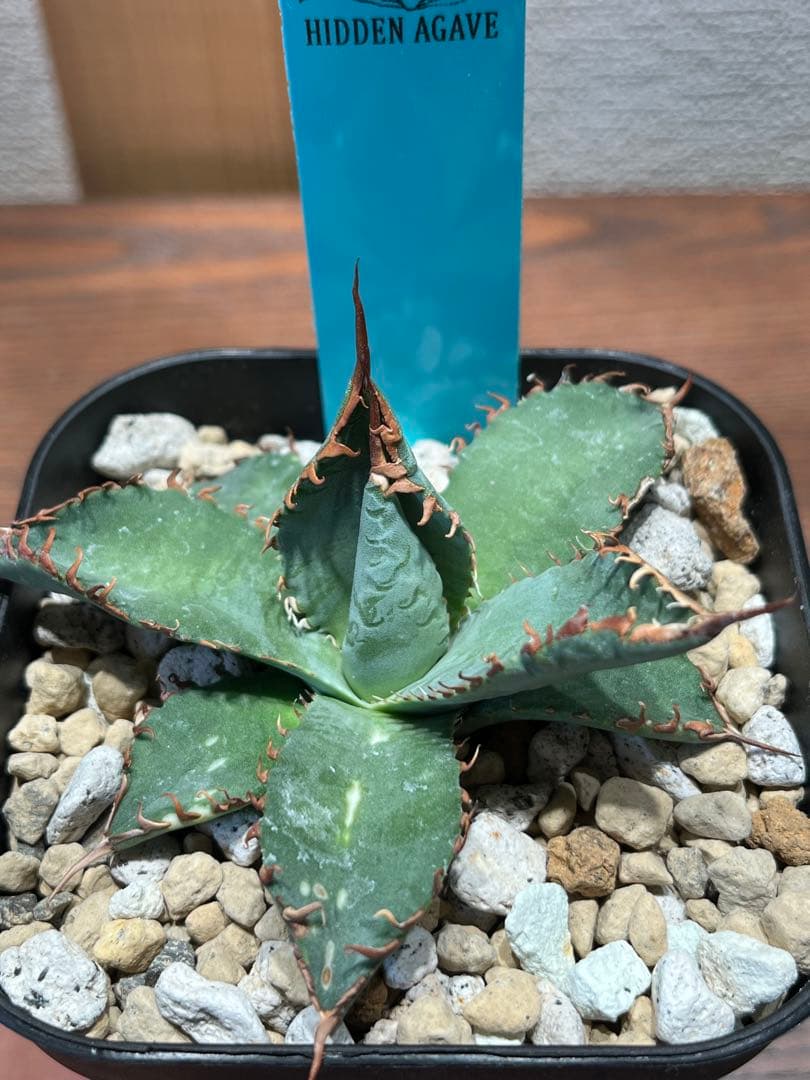 【最終】エボリスピナ× BB hybrid ハイブリッド③発根活着