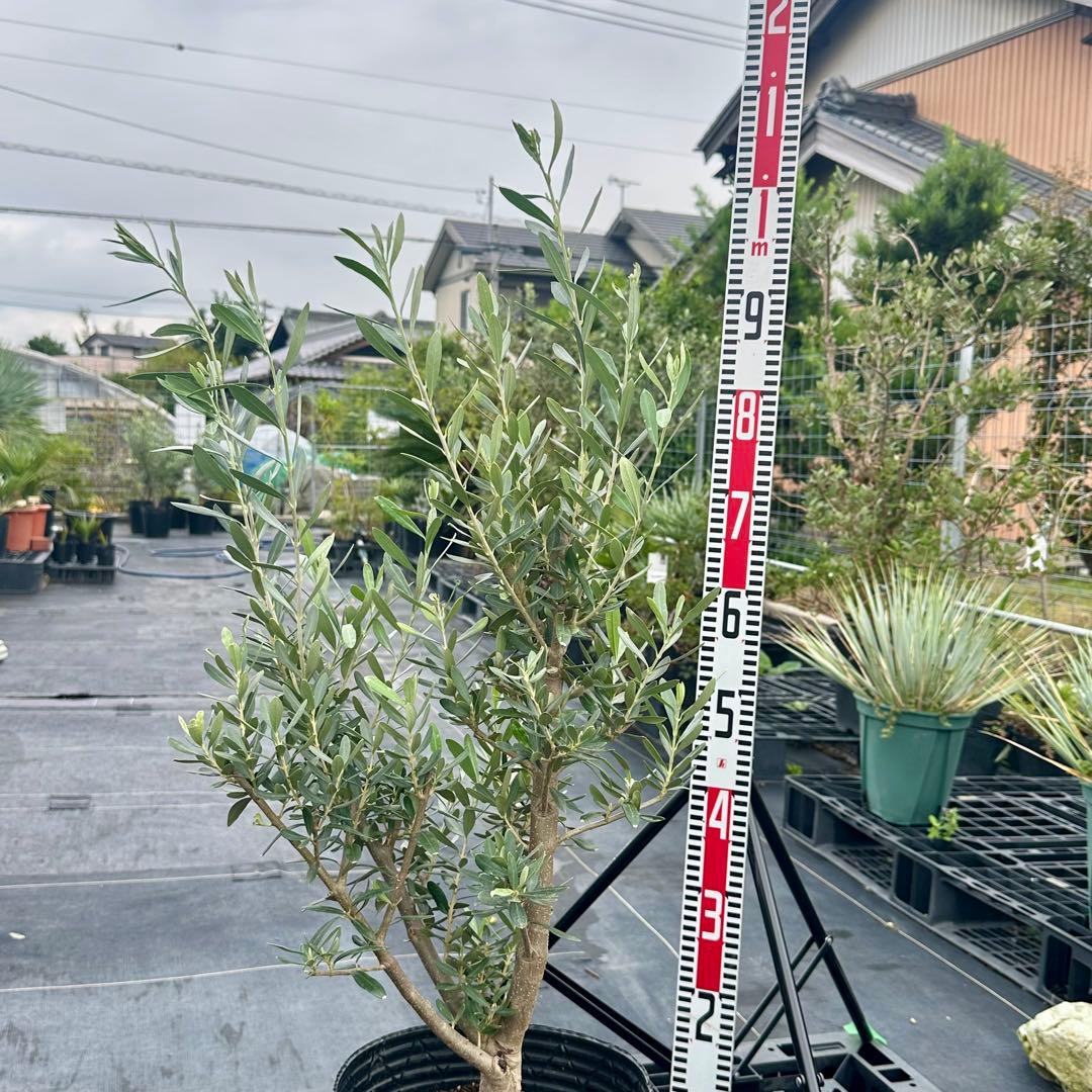 オリーブ シプレシーノ 【樹高:約100cm】 仕立て物 oct04
