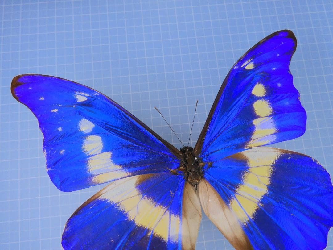 標本 Peru Morpho helena 134mm very big