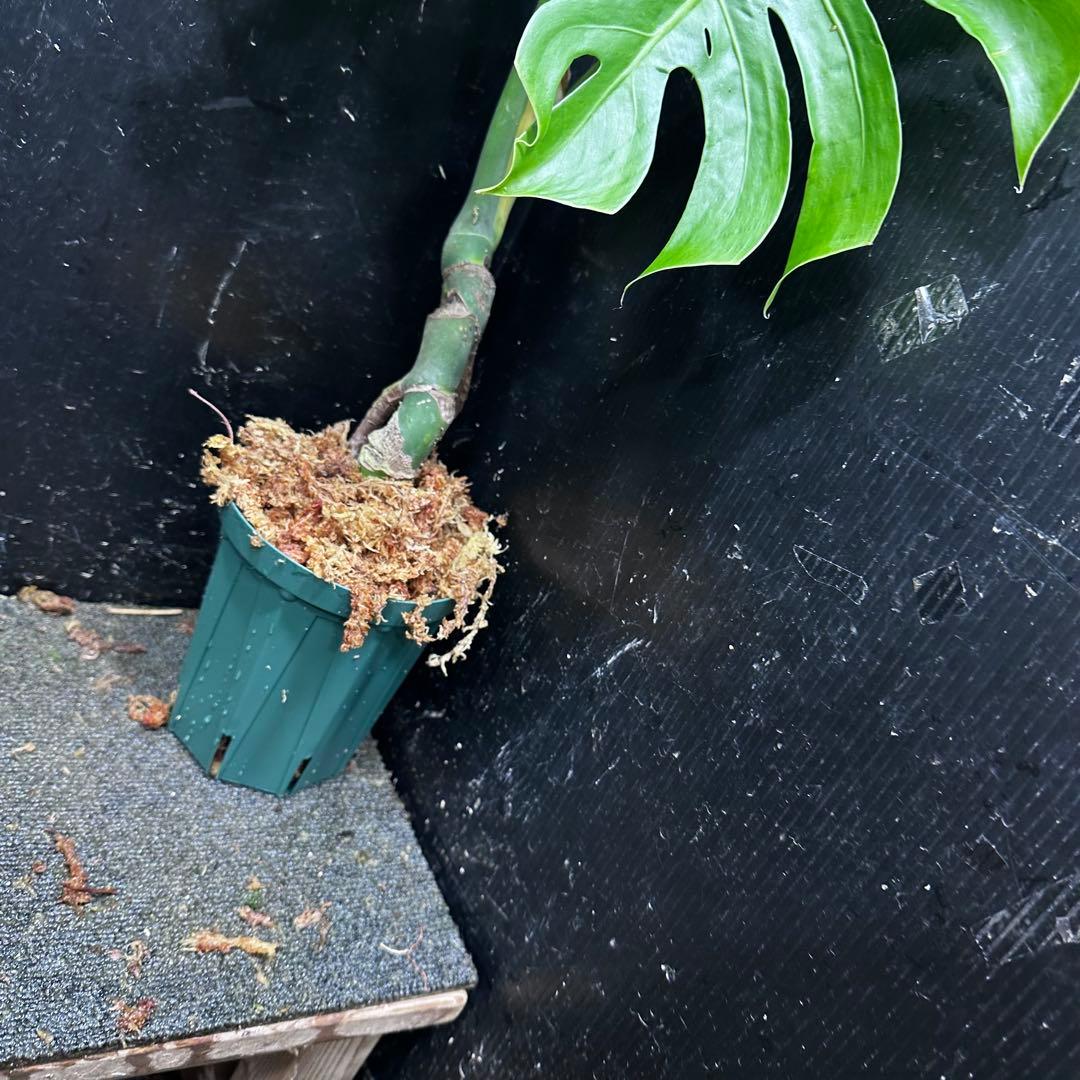 も*ぎ様 モンステラデリシオーサマクロコズム超希少系統鉢植え56㎝