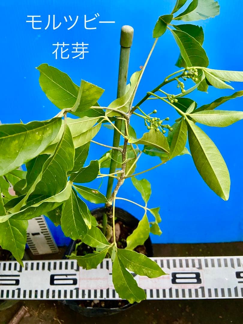 ホワイトサポテ 人気の2品種セット接木苗