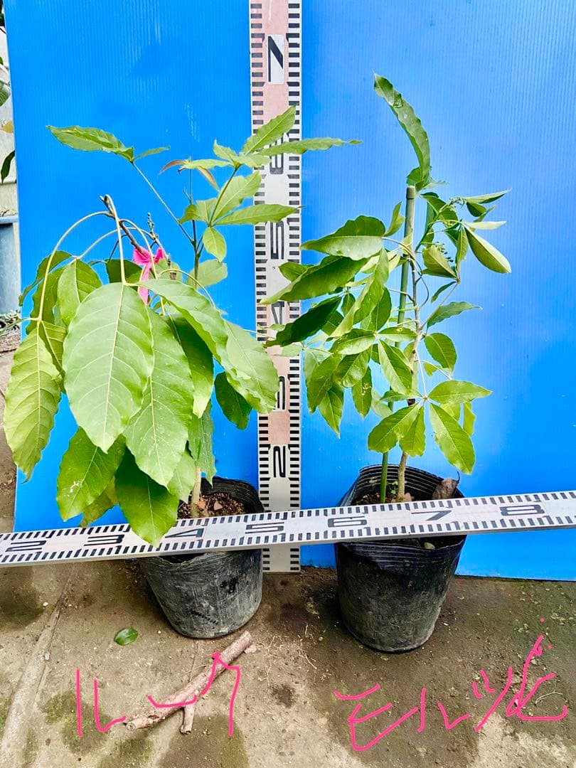 ホワイトサポテ 人気の2品種セット接木苗