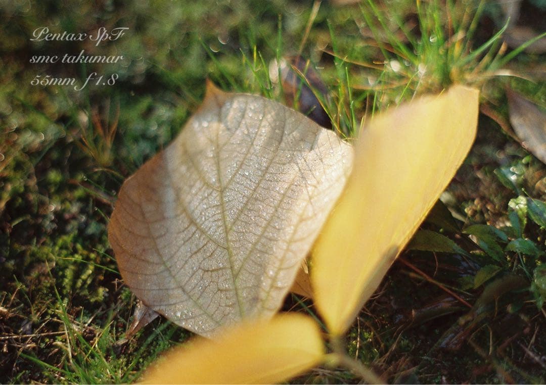 pentax spf/smcタクマー f1.8★完動品＊初期保証＊作例多数