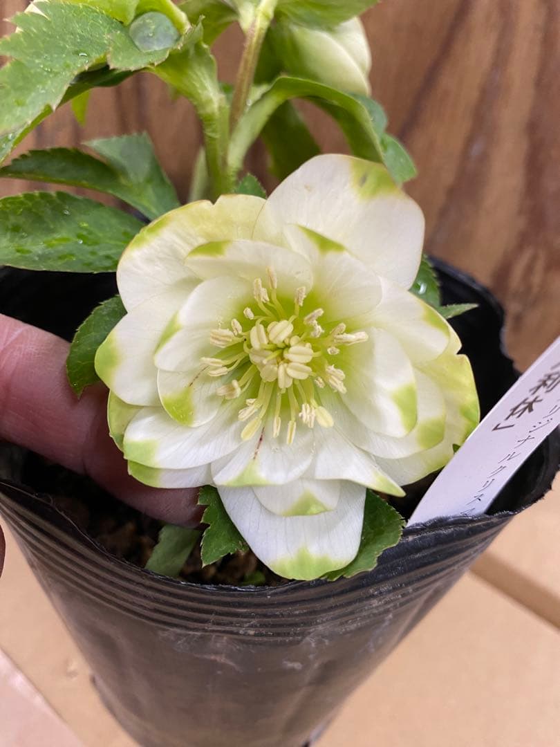 爪利休　曽田園芸