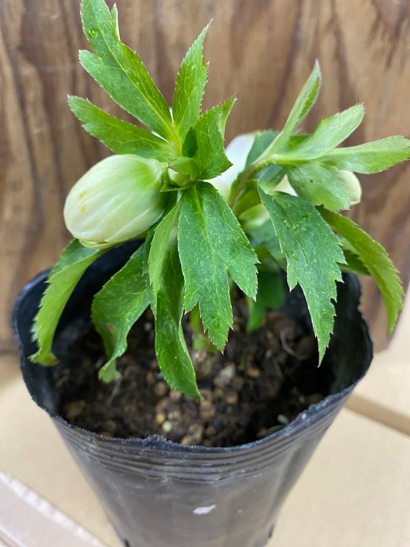 爪利休　曽田園芸