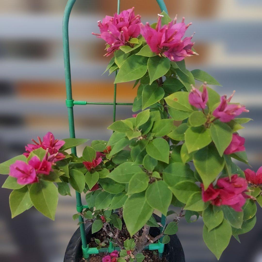 ブーゲンビリアキャンドル 　No.71 らくらくメルカリ便発送‼️